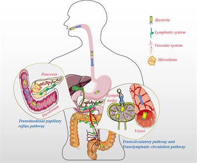 Association of the Microbiota and Pancreatic Cancer: Opportunities and Limitations